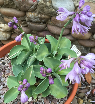 Hosta 'Blue Mouse Ears'